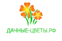 Дачные-цветы